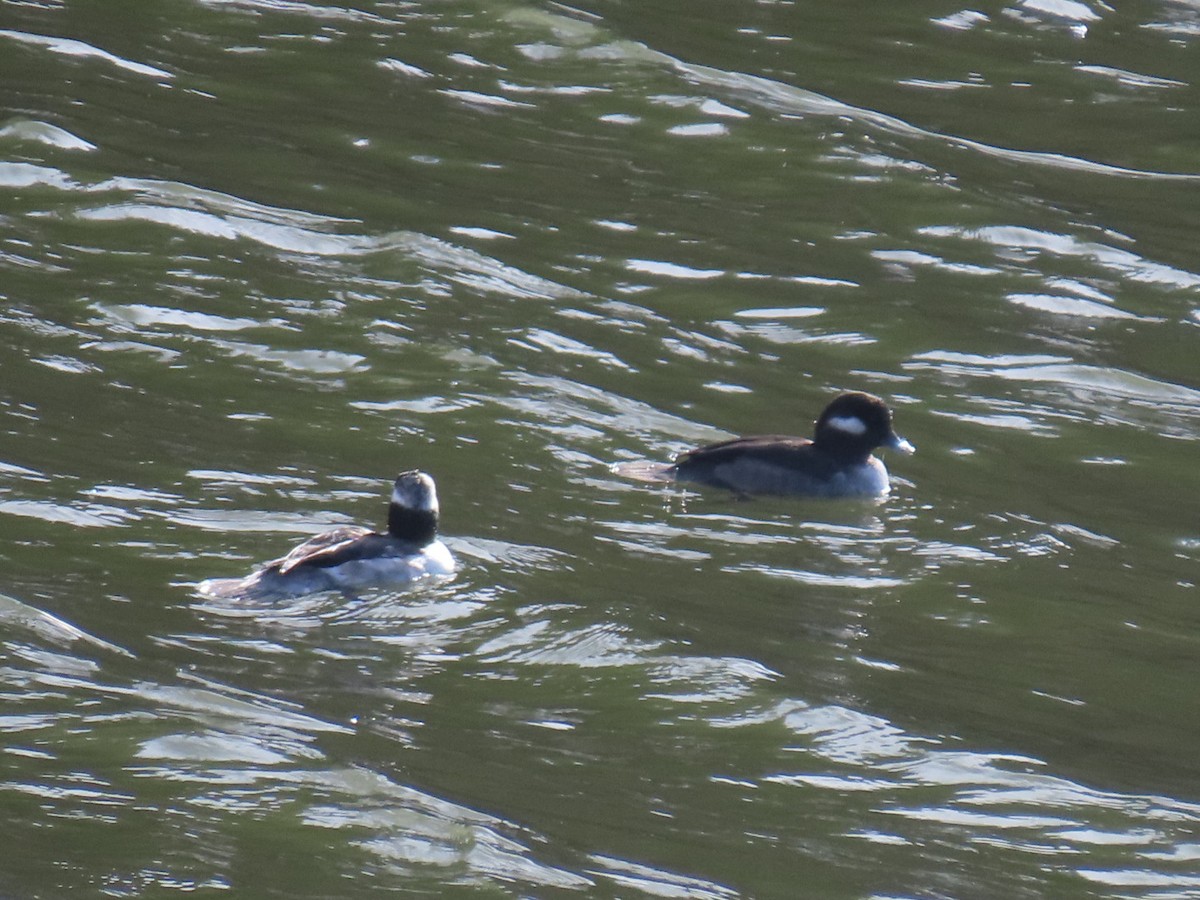 Гоголь-головастик - ML645244482