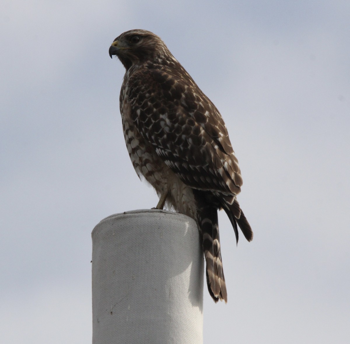Red-shouldered Hawk - ML645244483