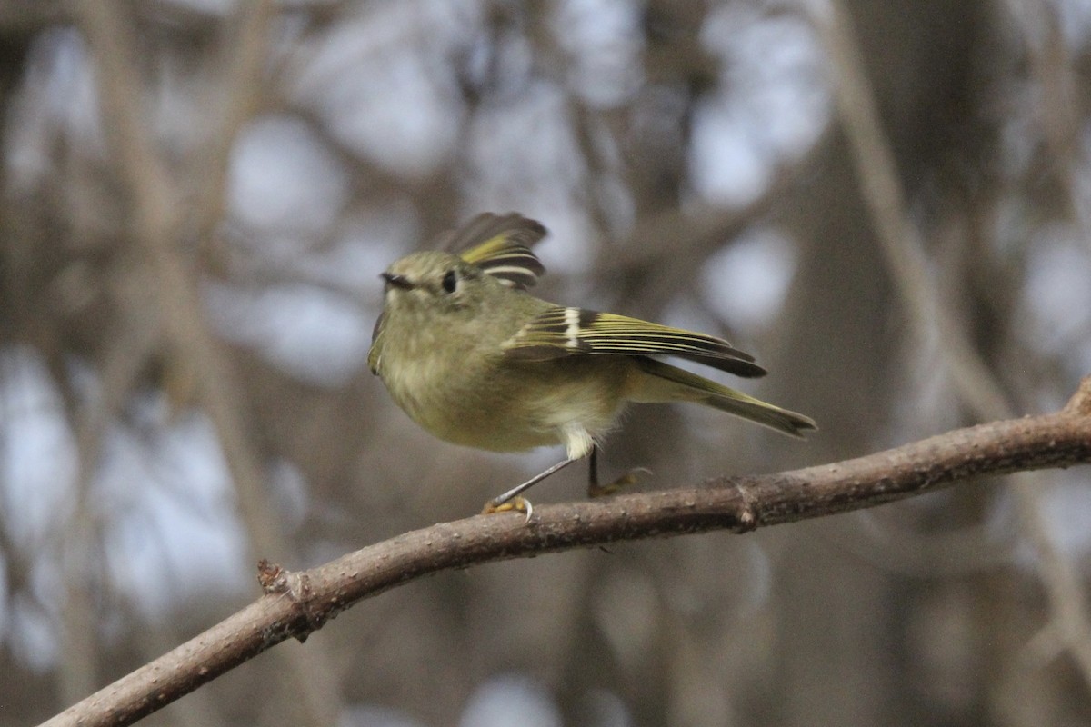 Ruby-crowned Kinglet - ML645244487