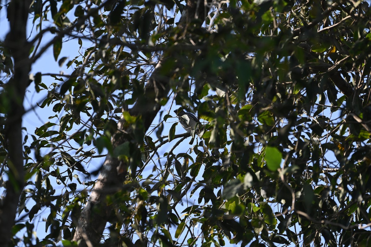 Malabar Pied-Hornbill - ML645244489