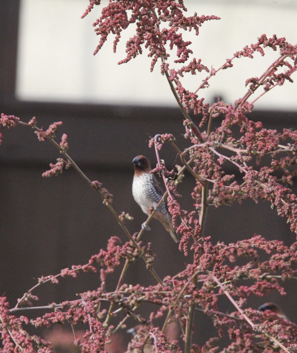 Scaly-breasted Munia - ML645244493