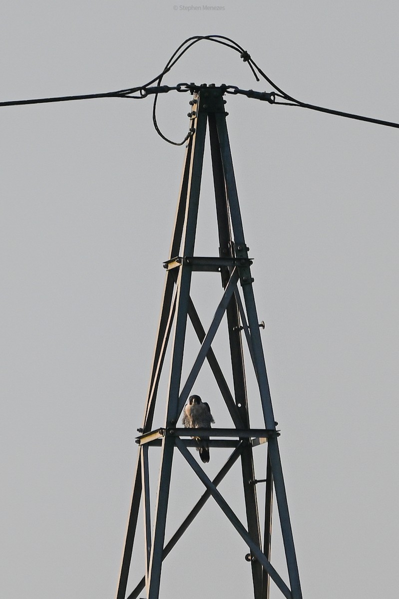 sokol stěhovavý - ML645244500