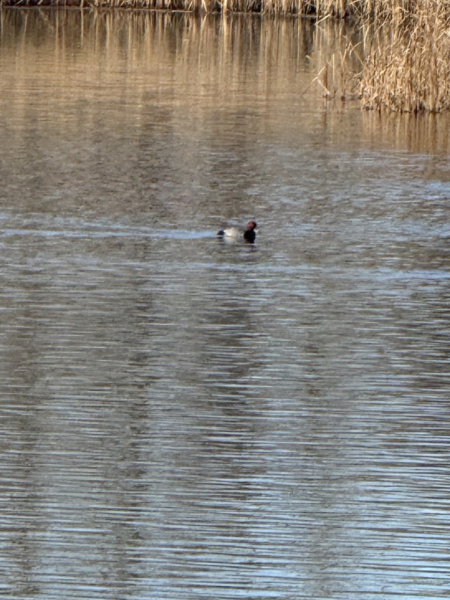 Redhead - ML645244512