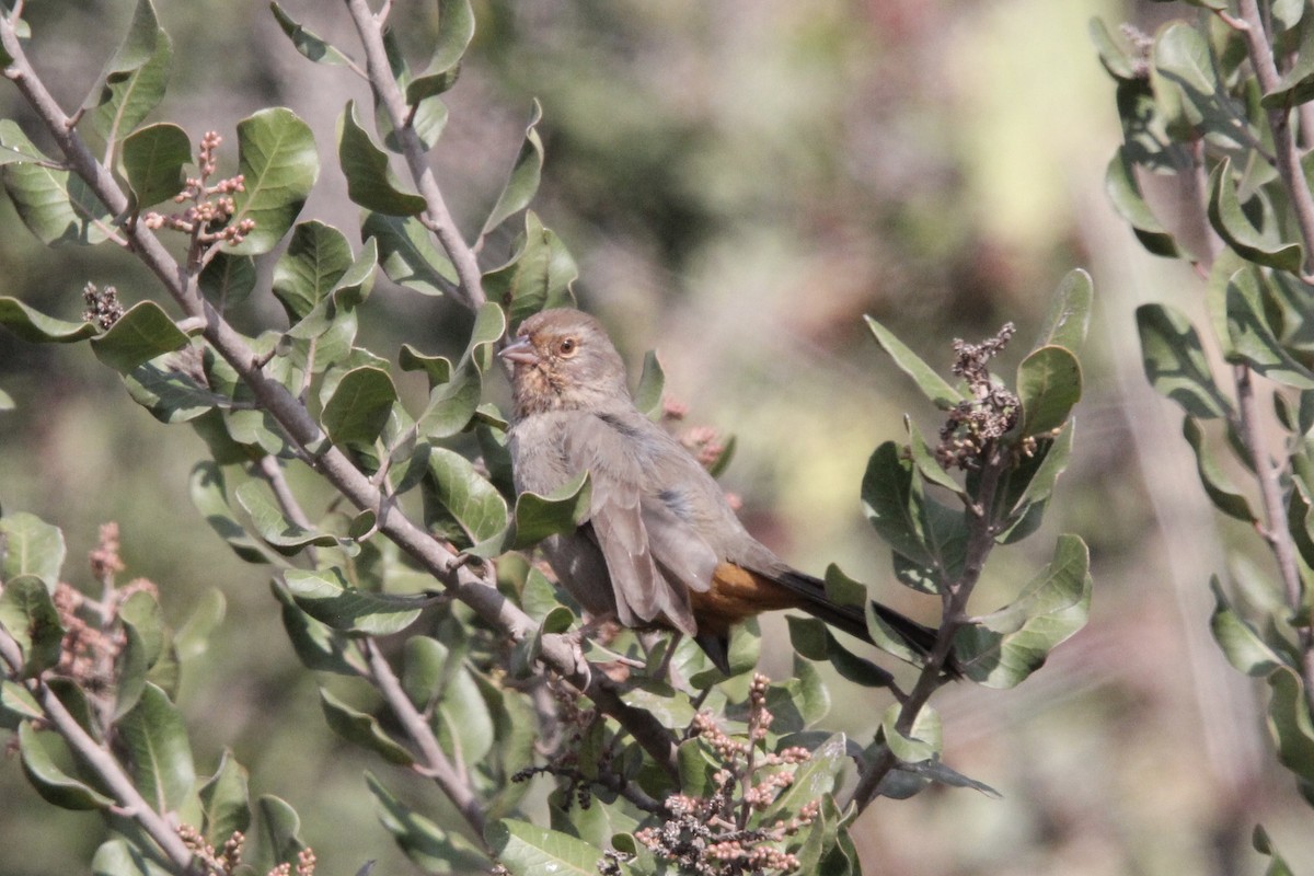 California Towhee - ML645244513