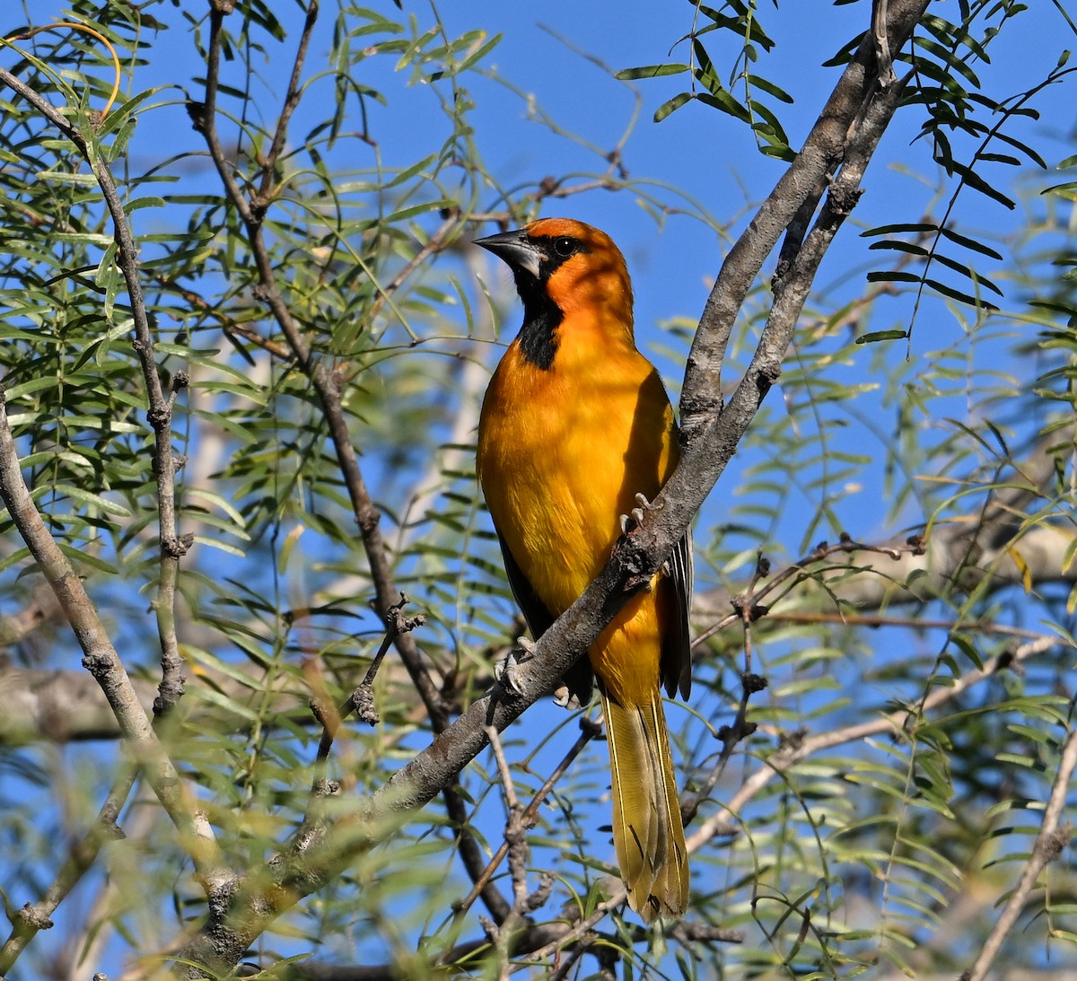 Altamira Oriole - ML645244514