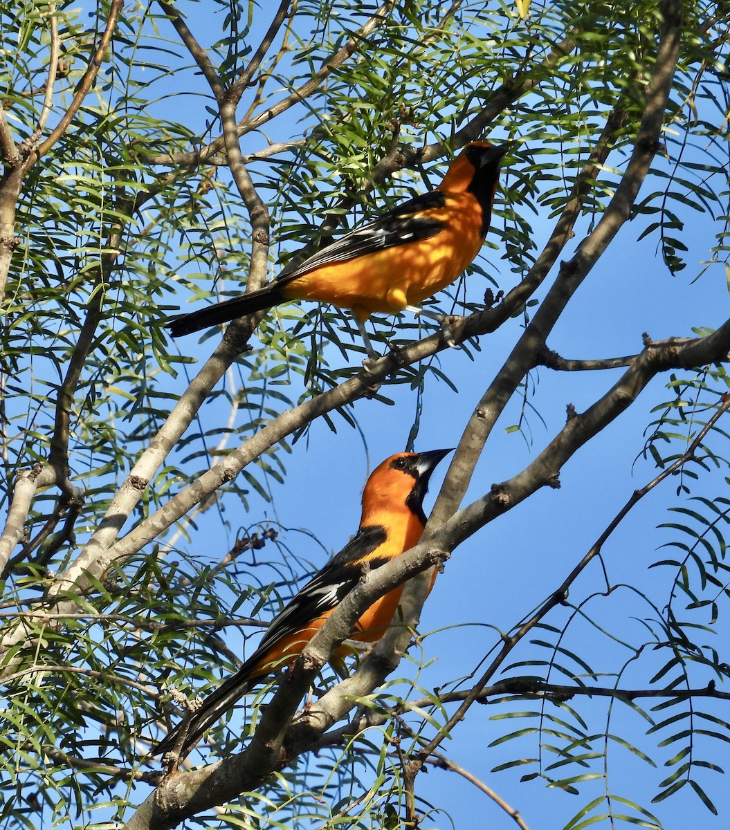 Altamira Oriole - ML645244515