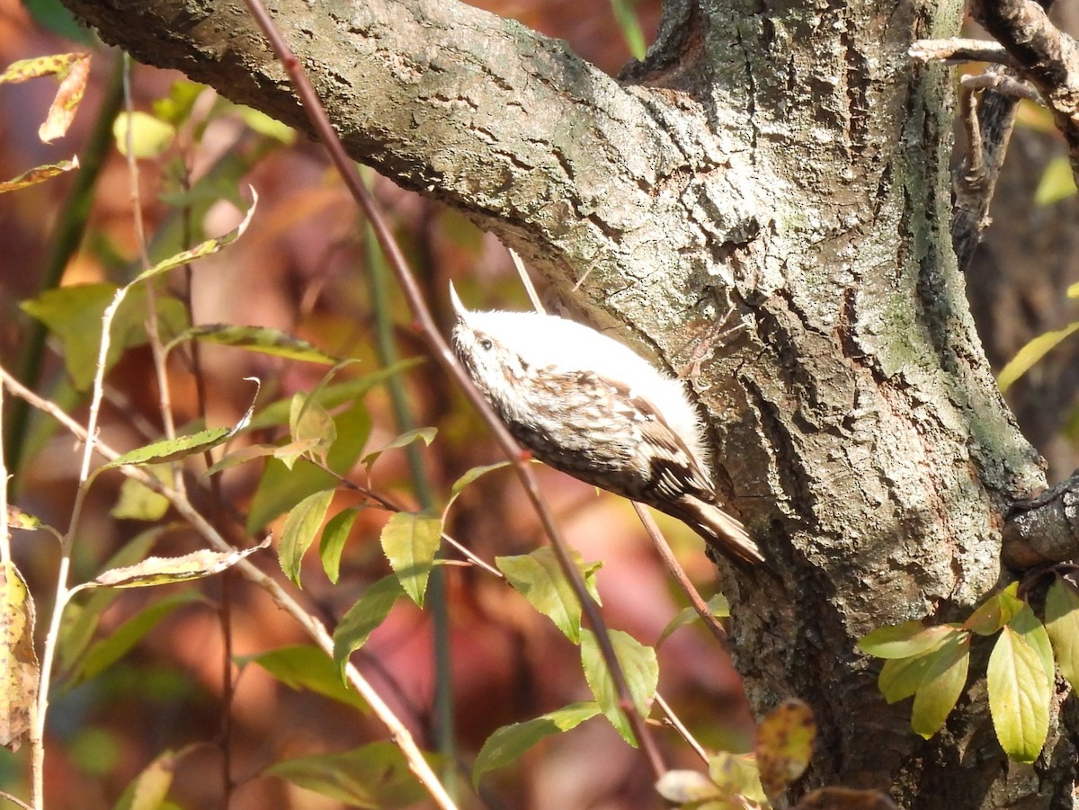 Eurasian Treecreeper - ML645244519