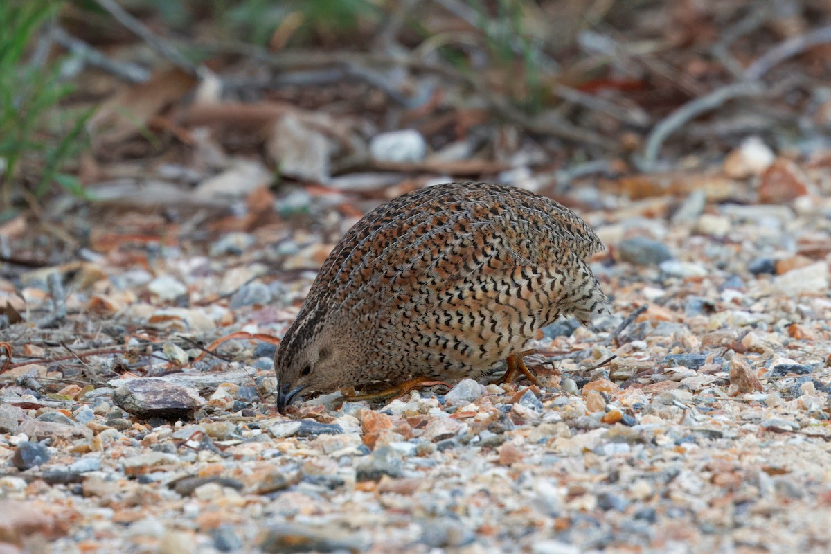Brown Quail - ML645244521