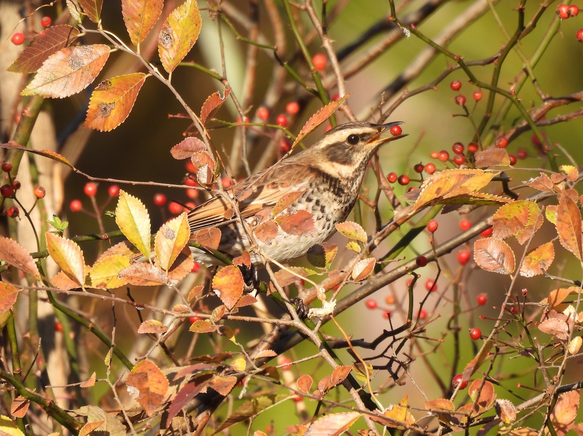 Dusky Thrush - ML645244526