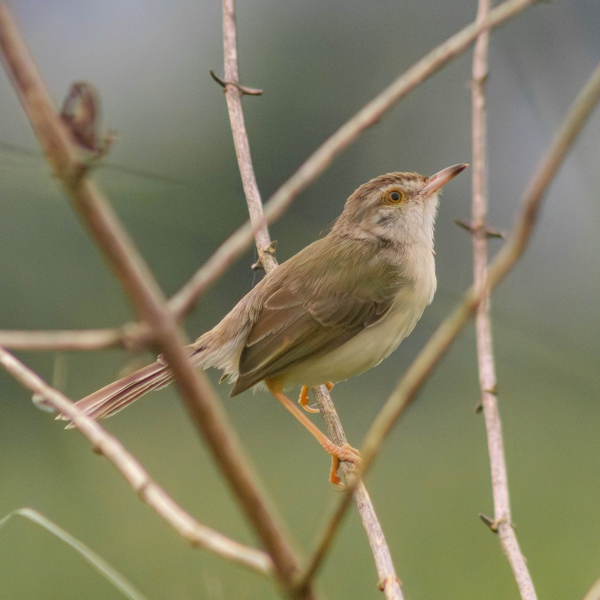 Plain Prinia - ML645244537