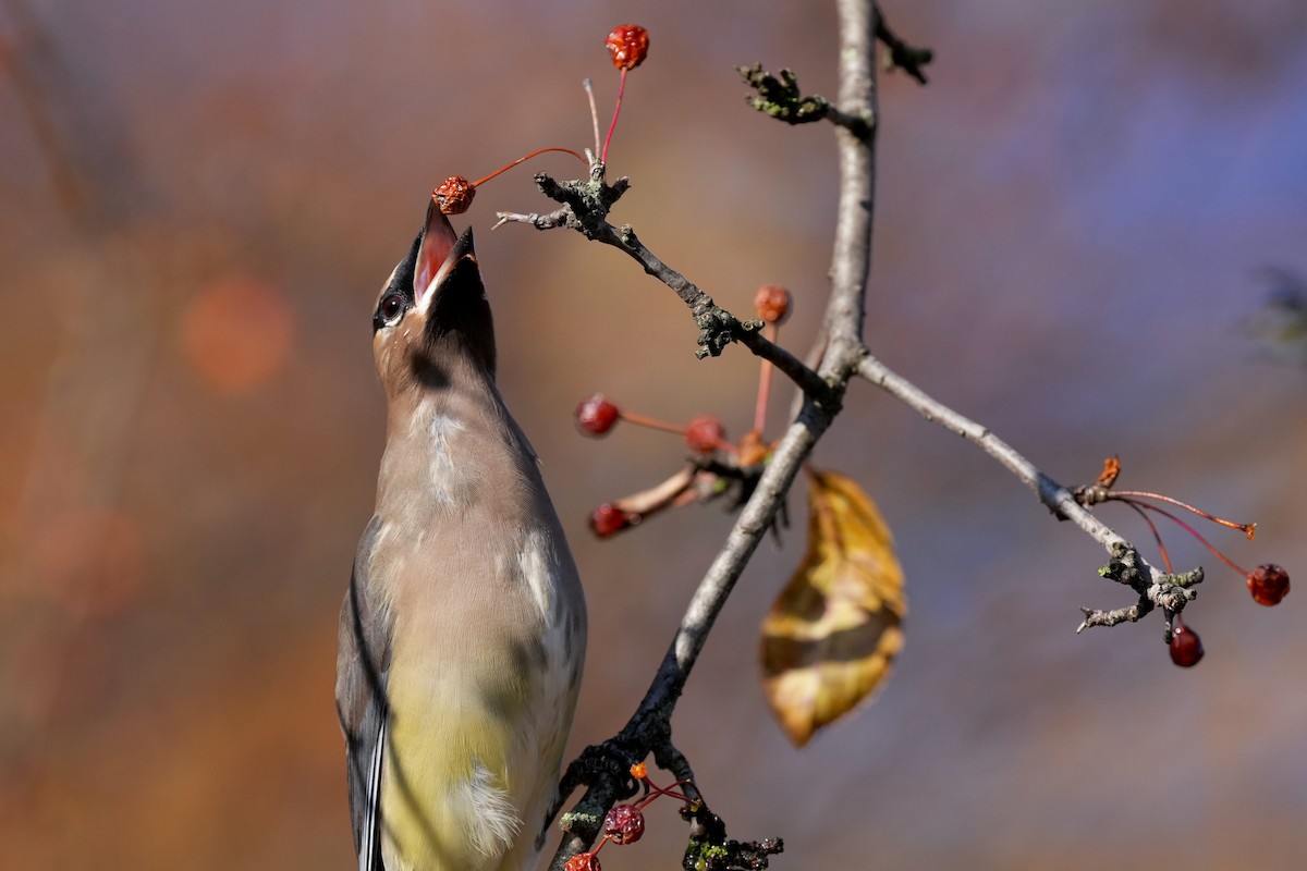 Cedar Waxwing - ML645244553