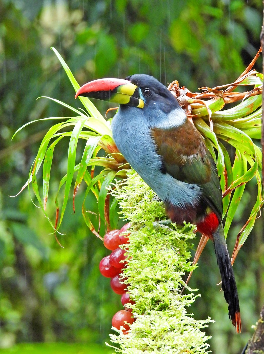 Gray-breasted Mountain-Toucan - ML645244554