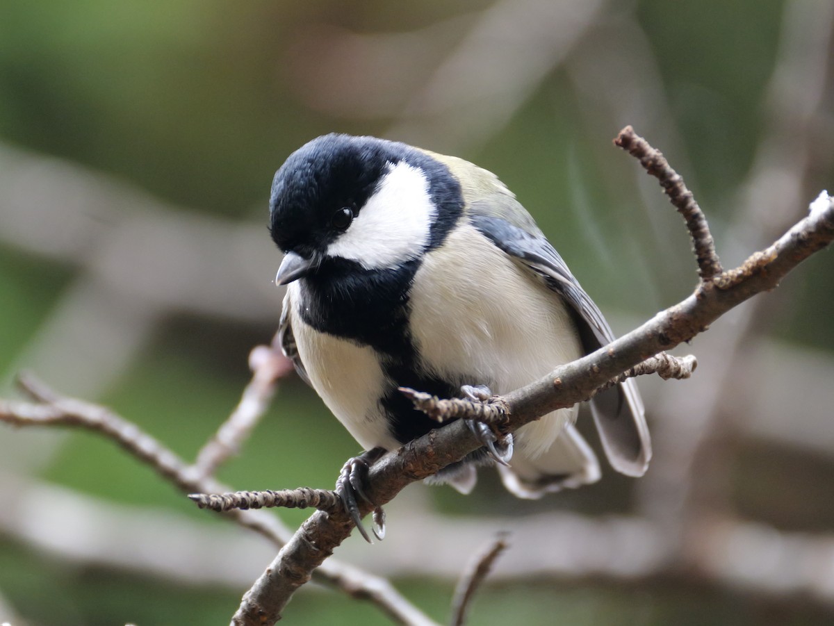 シジュウカラ - ML645244581