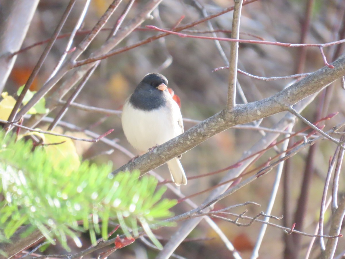 ユキヒメドリ - ML645244585