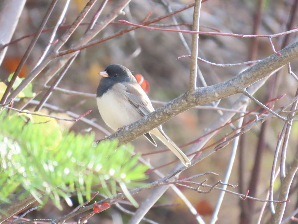 ユキヒメドリ - ML645244586