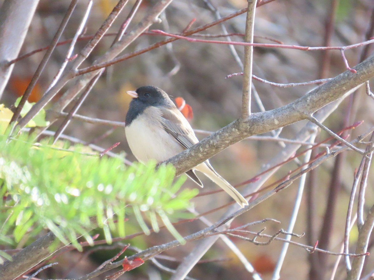 ユキヒメドリ - ML645244587