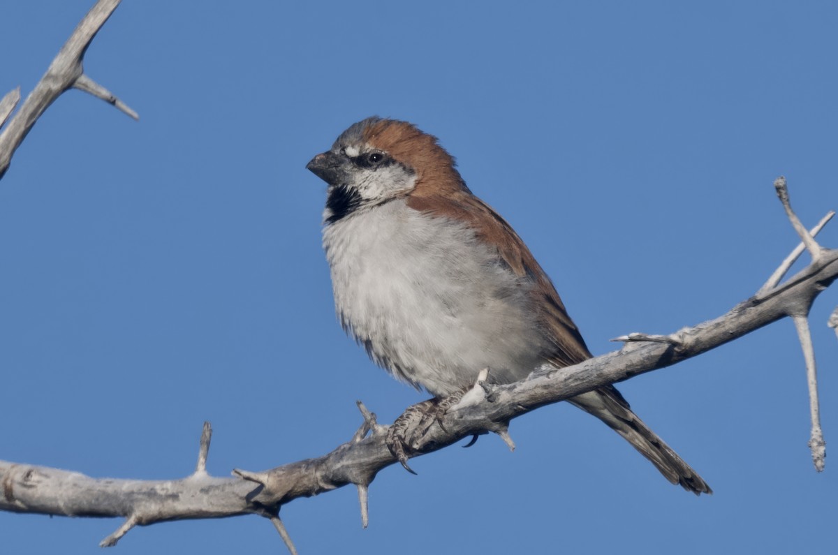 オオスズメ - ML645244588