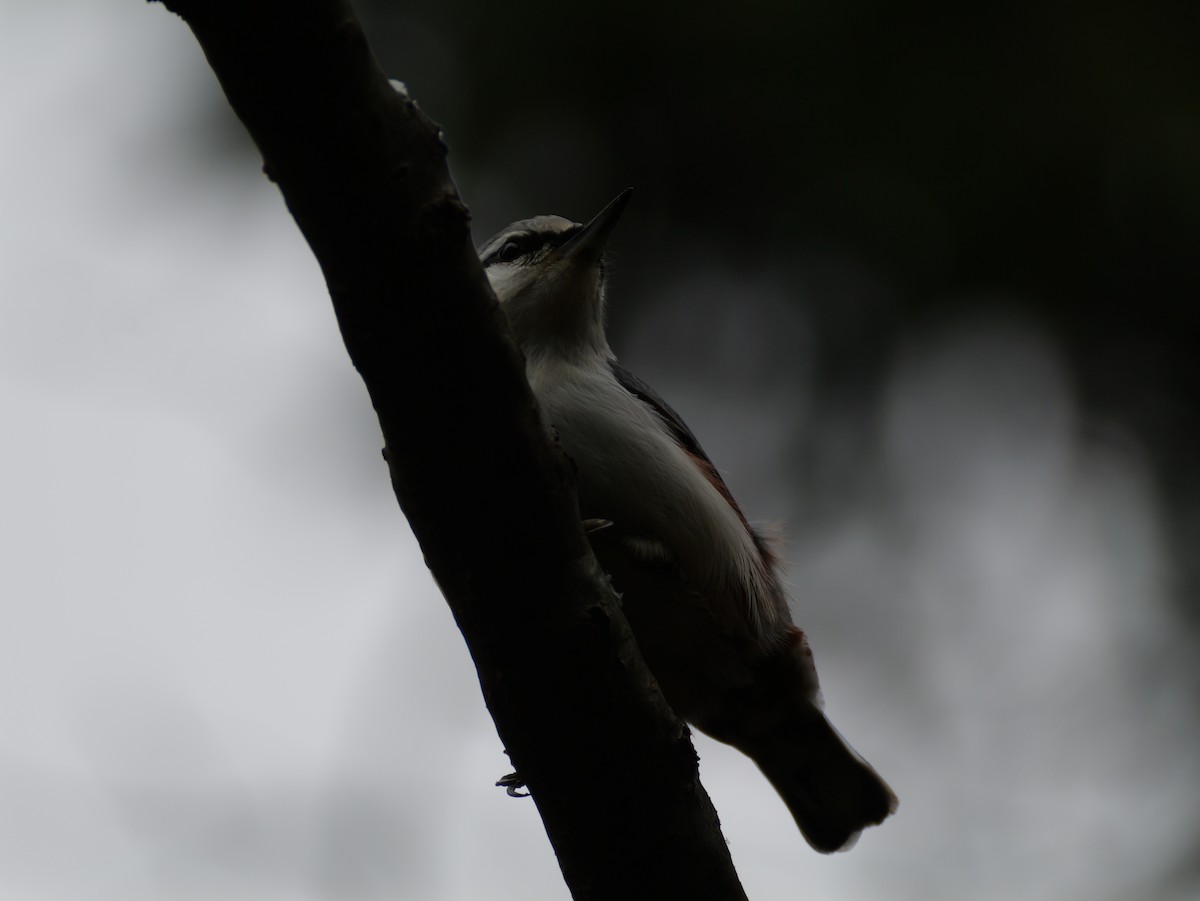 ゴジュウカラ - ML645244589