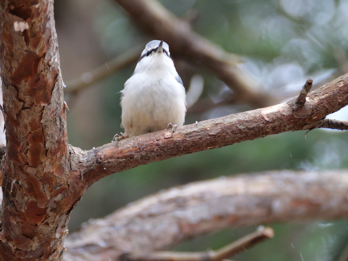 ゴジュウカラ - ML645244590