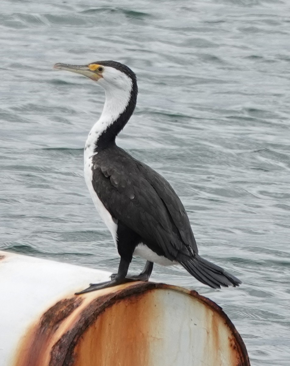 マミジロウ - ML645244591