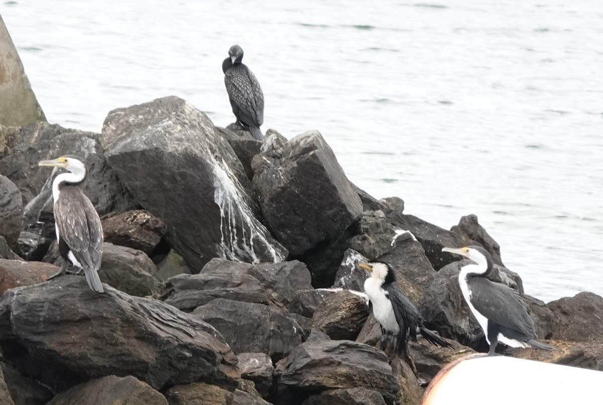 マミジロウ - ML645244592