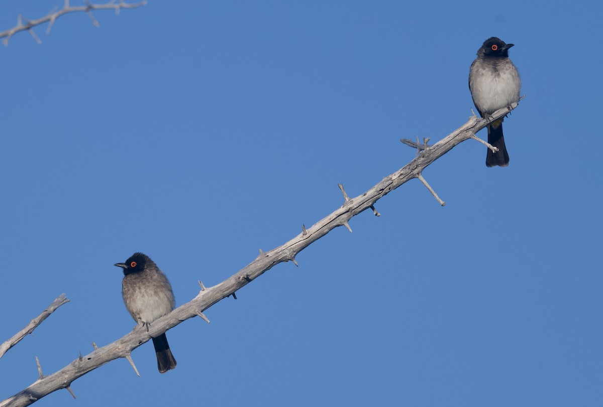 アカメアフリカヒヨドリ - ML645244593