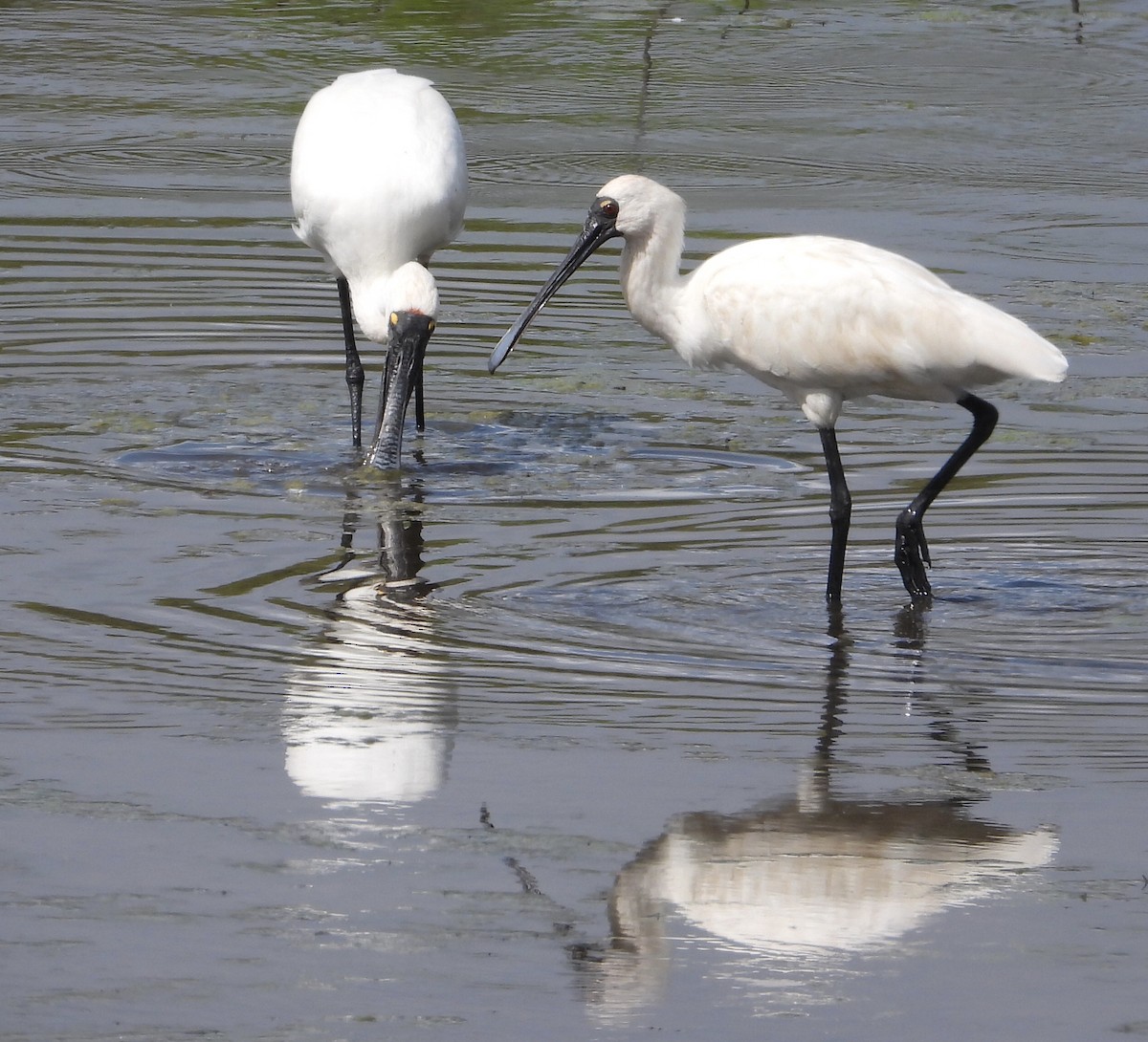 オーストラリアヘラサギ - ML645244594