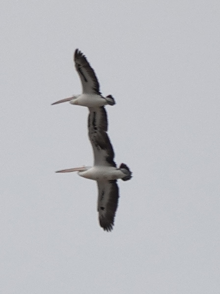 コシグロペリカン - ML645244597