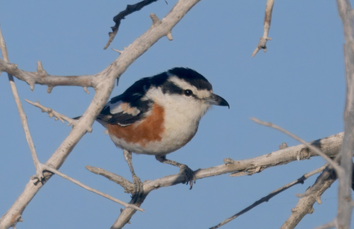 ヒメヤブモズ - ML645244599