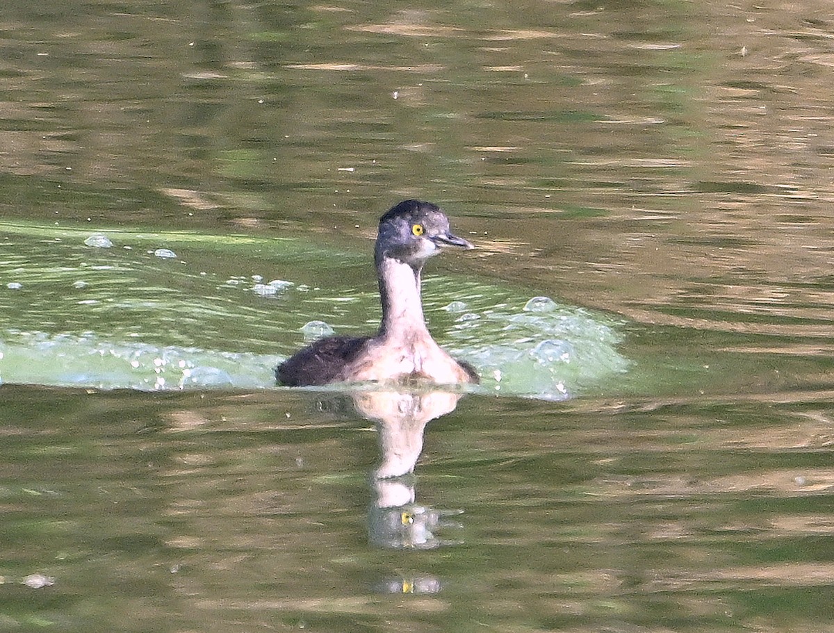 Least Grebe - ML645244600