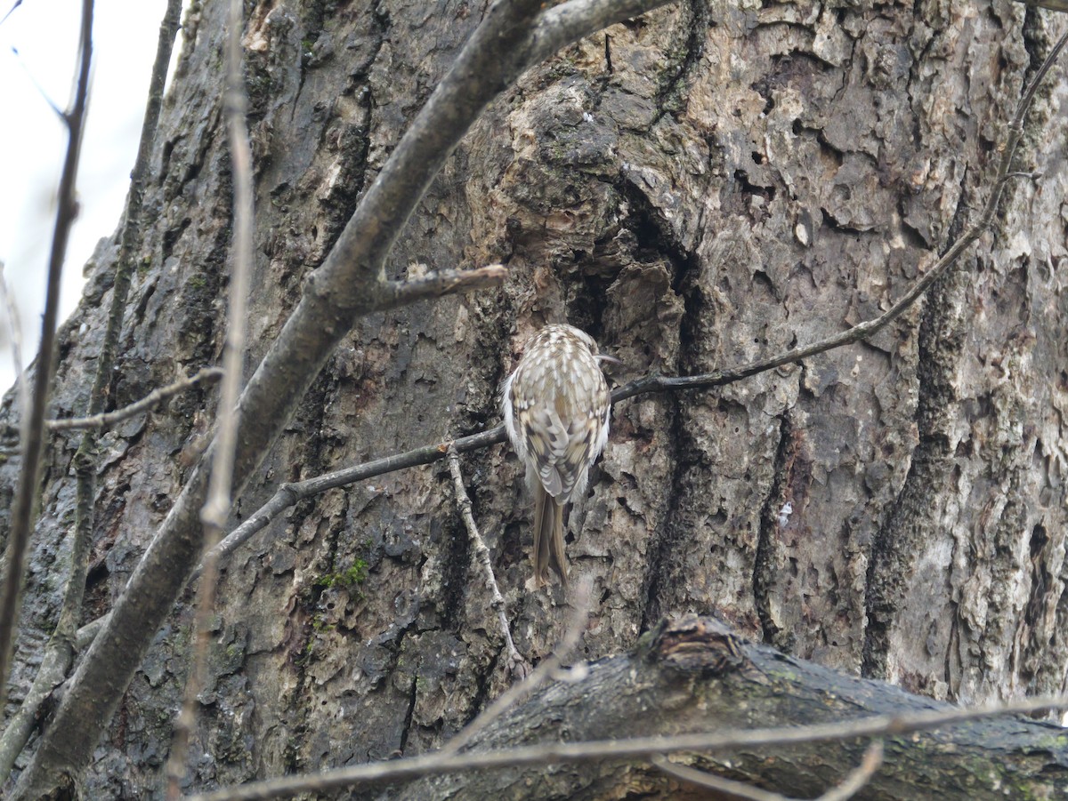 キバシリ - ML645244602