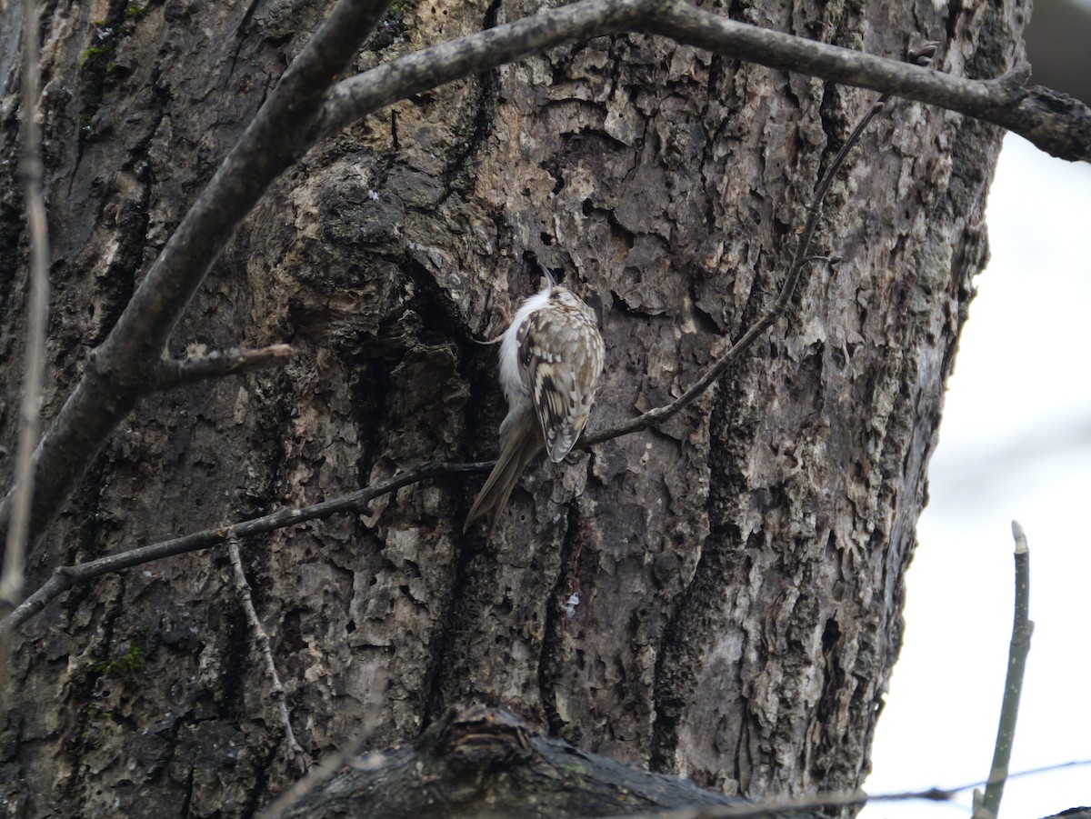 キバシリ - ML645244603