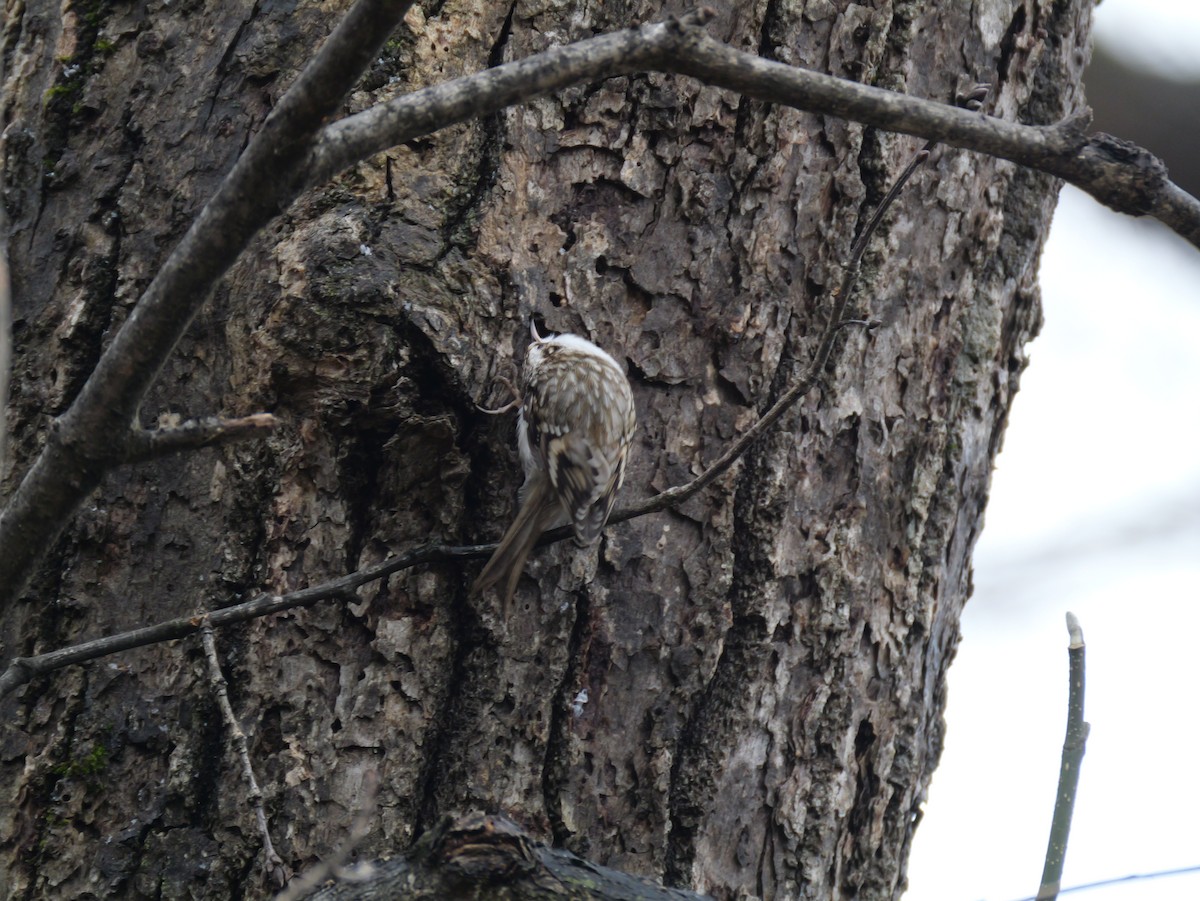 キバシリ - ML645244604