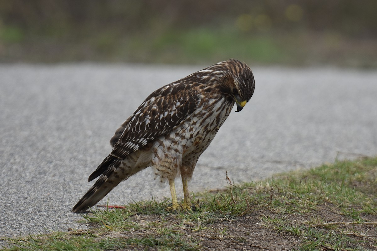 カタアカノスリ - ML645244605