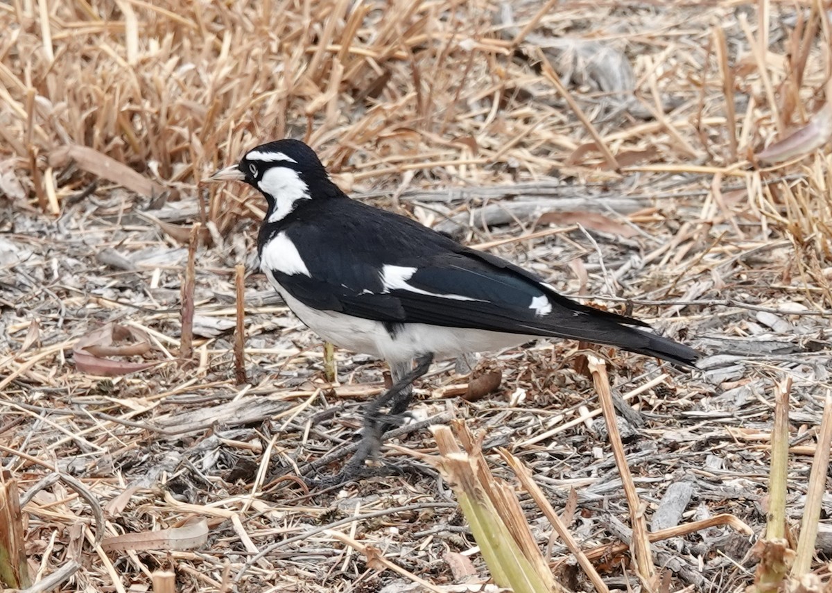 ツチスドリ - ML645244606