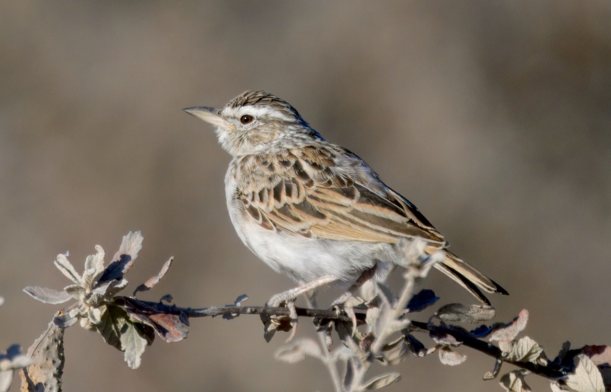 ハヤシヤブヒバリ - ML645244608