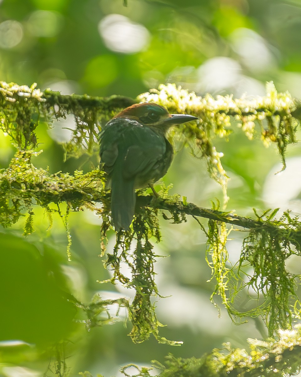 コハチクイモドキ - ML645244612