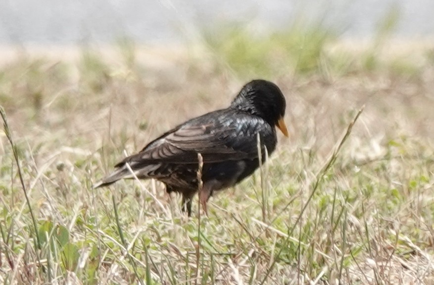 ホシムクドリ - ML645244613