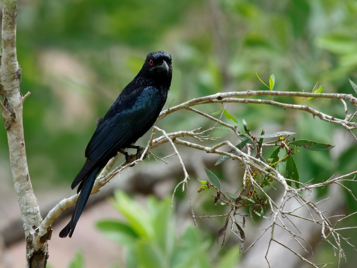 テリオウチュウ - ML645244614