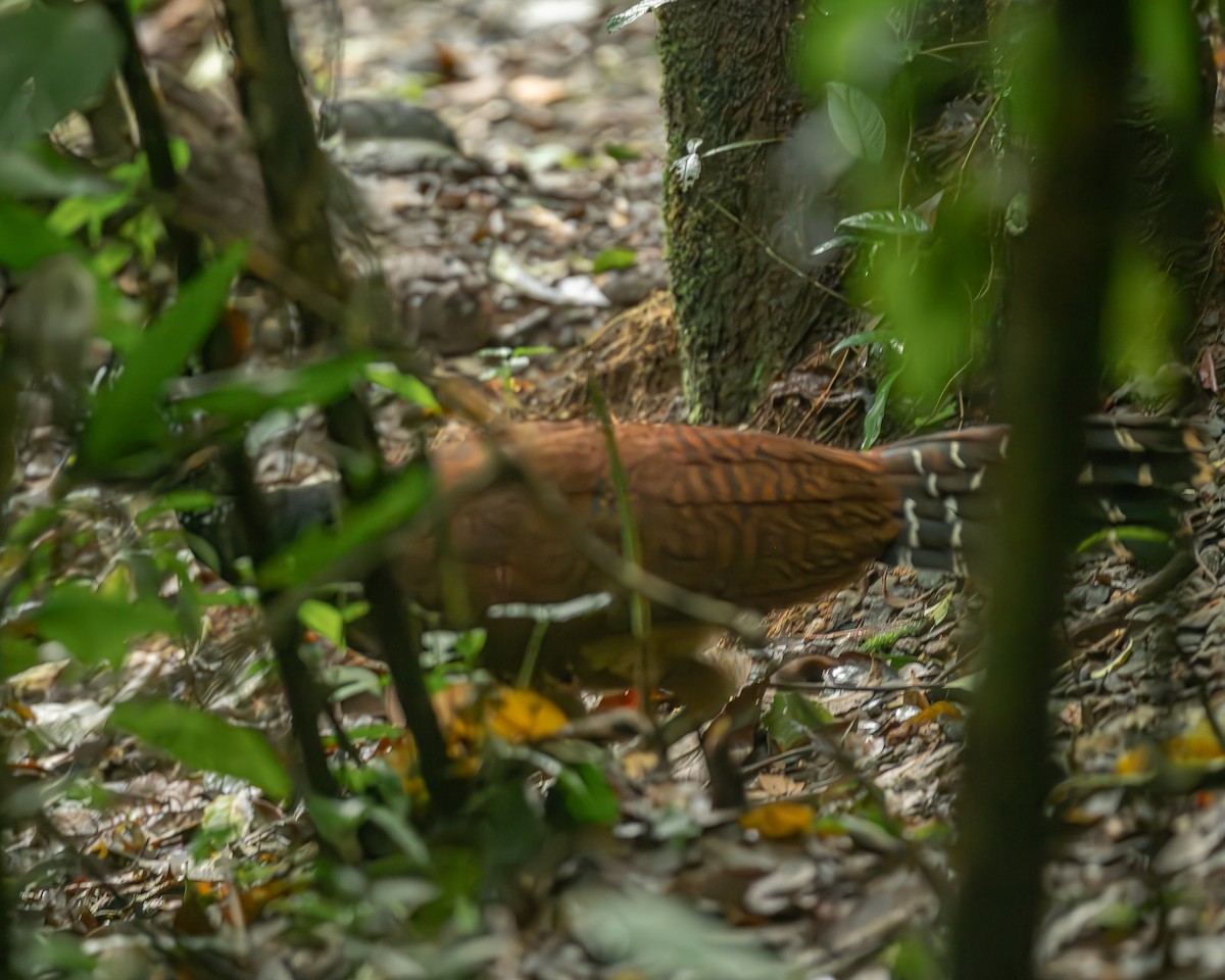 オオホウカンチョウ - ML645244615