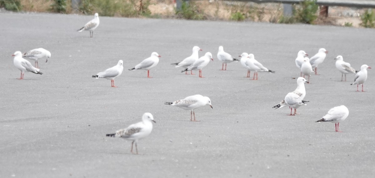 ギンカモメ（novaehollandiae／forsteri） - ML645244617