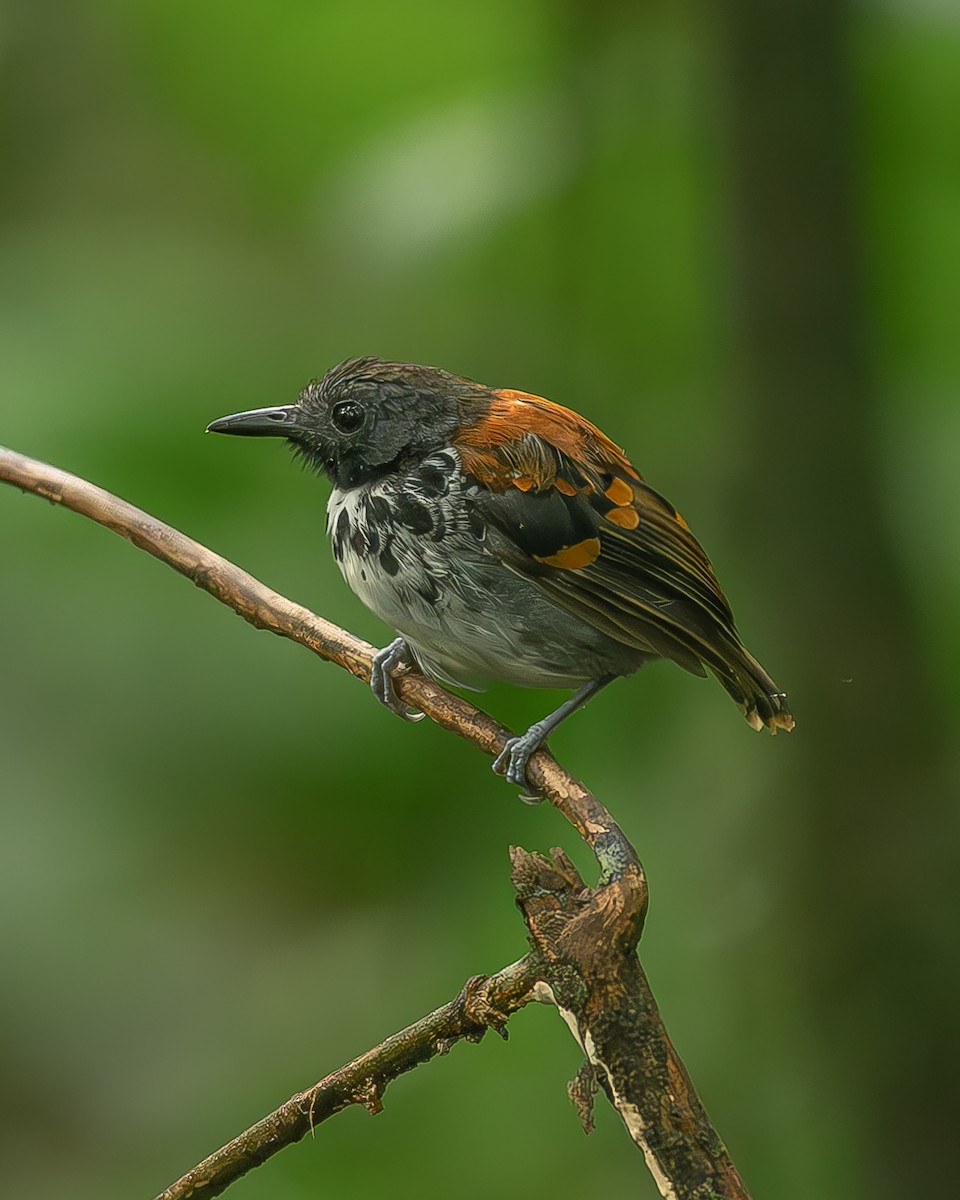 Мурав’янка-куцохвіст плямиста - ML645244626