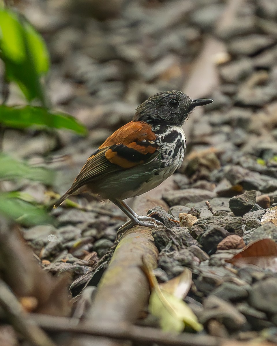 Spotted Antbird - ML645244634