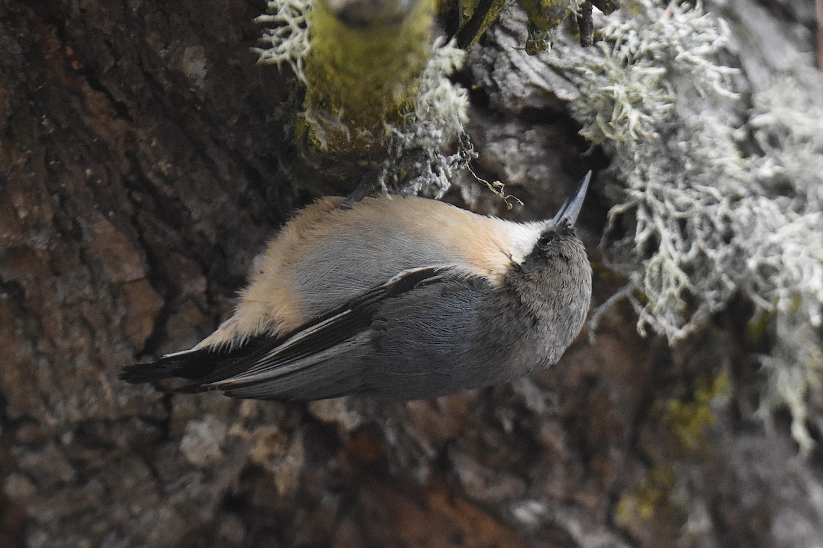 Pygmy Nuthatch - ML645244637