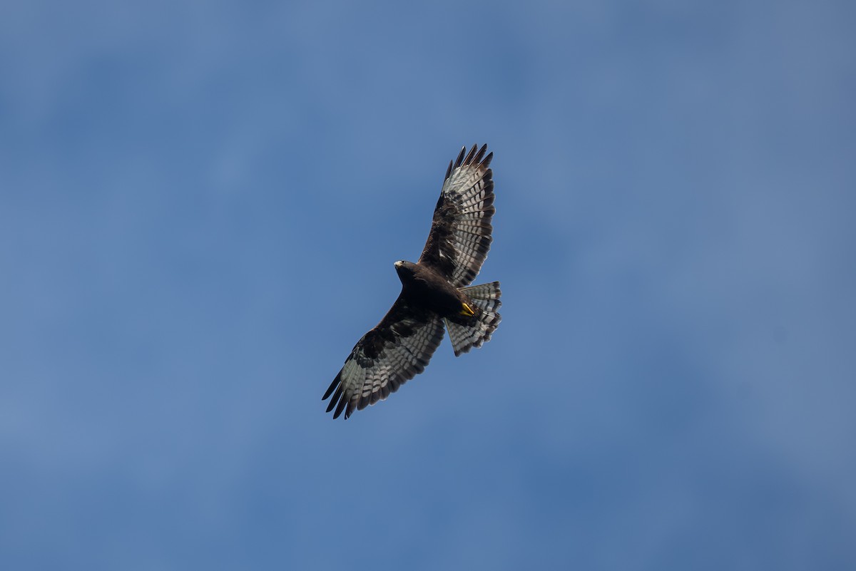 Short-tailed Hawk - ML645244639