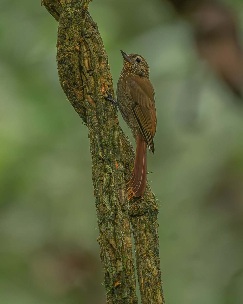 Wedge-billed Woodcreeper - ML645244642