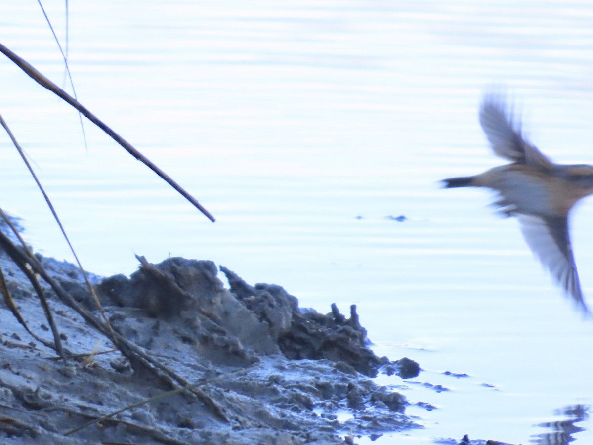 Nelson's Sparrow (Interior) - ML645244644