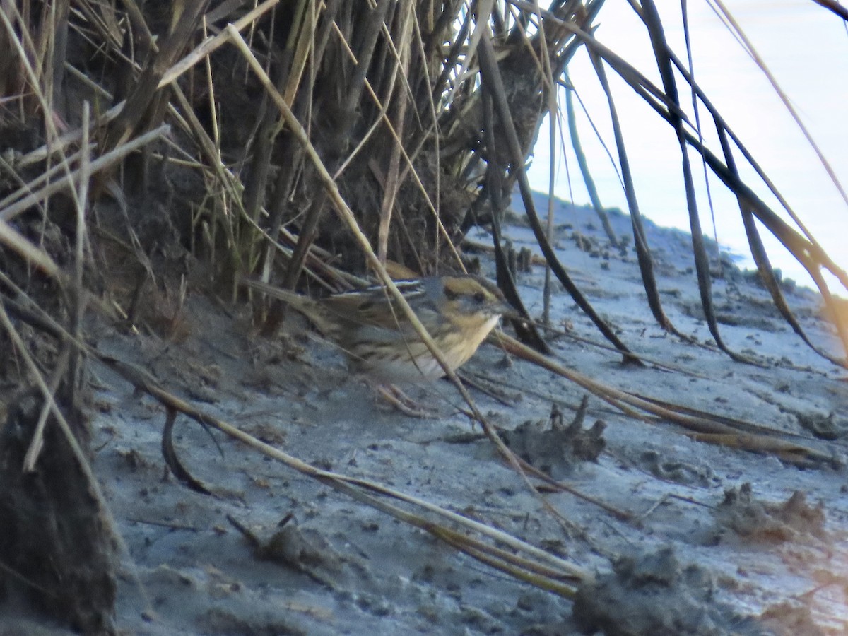 Nelson's Sparrow (Interior) - ML645244645
