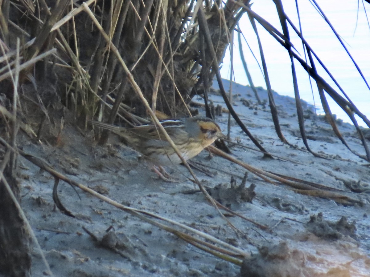 Nelson's Sparrow (Interior) - ML645244646