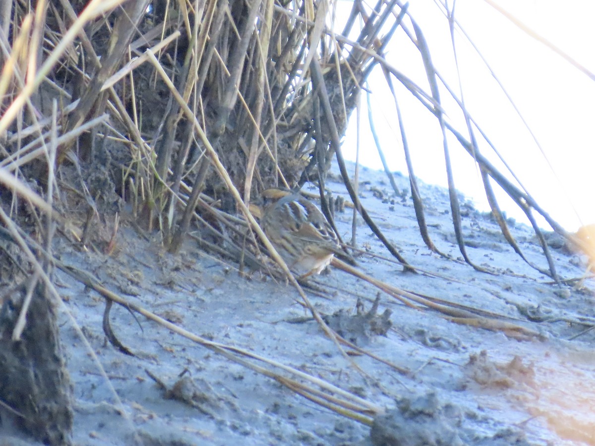 Nelson's Sparrow (Interior) - ML645244649